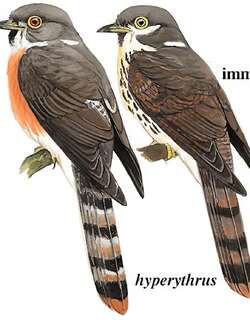 北鹰鹃 / Rufous Hawk-Cuckoo / Hierococcyx hyperythrus