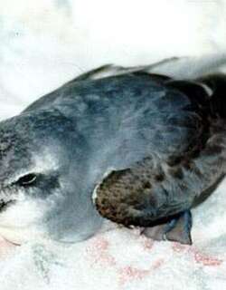 阔嘴锯鹱 / Broad-billed Prion / Pachyptila vittata