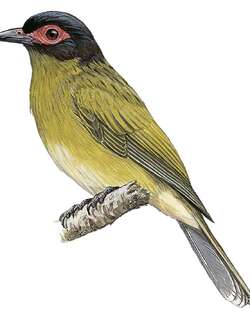 绿裸眼鹂 / Green Figbird / Sphecotheres viridis