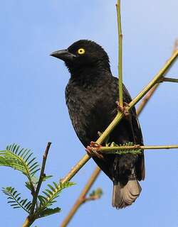 大黑织雀 / Vieillot’s Black Weaver / Ploceus nigerrimus