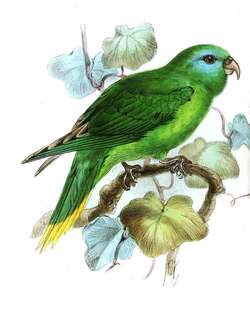 棕榈鹦鹉 / Palm Lorikeet / Charmosyna palmarum