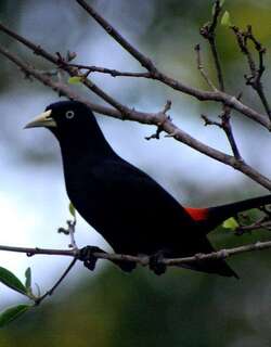 亚热带酋长鹂 / Subtropical Cacique / Cacicus uropygialis