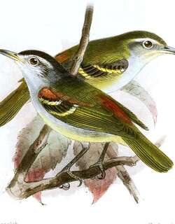 栗肩蚁鹩 / Chestnut-shouldered Antwren / Euchrepomis humeralis