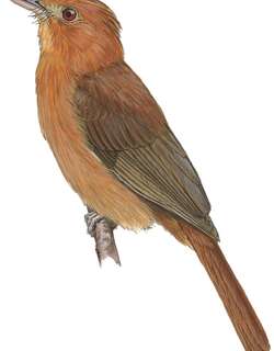 棕霸鹟 / Rufous Twistwing / Cnipodectes superrufus