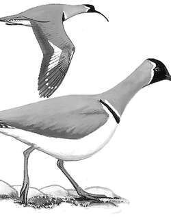 鹮嘴鹬 / Ibisbill / Ibidorhyncha struthersii