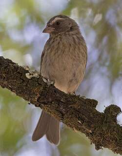 纹胸丝雀 / Reichard’s Seedeater / Crithagra reichardi