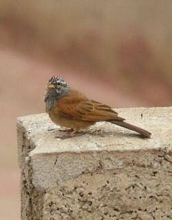 家鹀 / House Bunting / Emberiza sahari