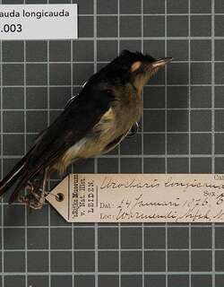 黄胸啄果鸟 / Mid-mountain Berrypecker / Melanocharis longicauda