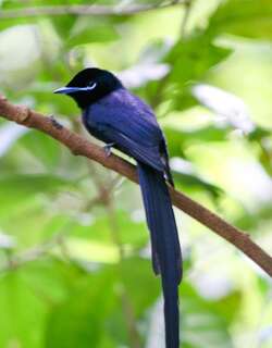 塞舌尔寿带 / Seychelles Paradise Flycatcher / Terpsiphone corvina
