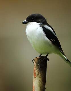 北领伯劳 / Northern Fiscal / Lanius humeralis