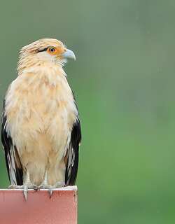 黄头叫隼 / Yellow-headed Caracara / Milvago chimachima