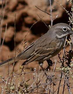 贝氏漠鹀 / Bell’s Sparrow / Artemisiospiza belli