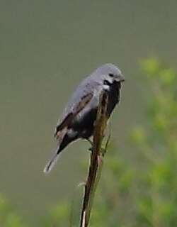 黑腹食籽雀 / Black-bellied Seedeater / Sporophila melanogaster