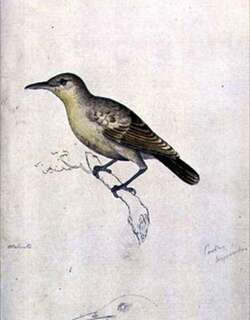 莫岛苇莺 / Moorea Reed Warbler / Acrocephalus longirostris