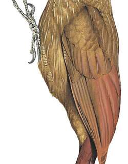 须䴕雀 / Moustached Woodcreeper / Xiphocolaptes falcirostris