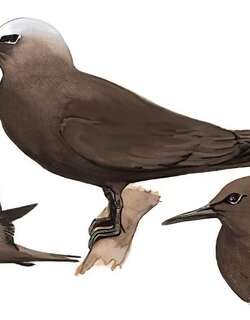 白顶玄燕鸥 / Brown Noddy / Anous stolidus