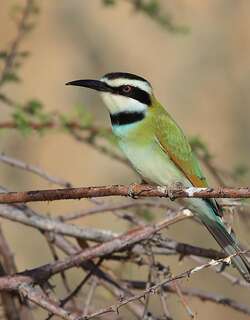 白喉蜂虎 / White-throated Bee-eater / Merops albicollis