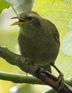 帕劳绣眼鸟 / Giant White-eye / Megazosterops palauensis