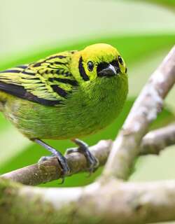 翠绿唐加拉雀 / Emerald Tanager / Tangara florida