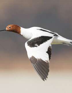 红颈反嘴鹬 / Red-necked Avocet / Recurvirostra novaehollandiae