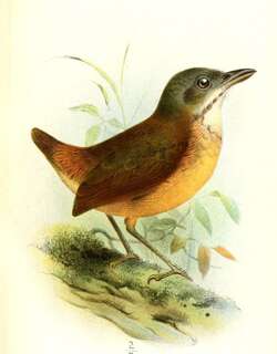 纯背蚁鸫 / Plain-backed Antpitta / Grallaria haplonota