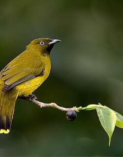 安达曼鹎 / Andaman Bulbul / Brachypodius fuscoflavescens