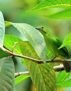 绿雀鹎 / Green Iora / Aegithina viridissima