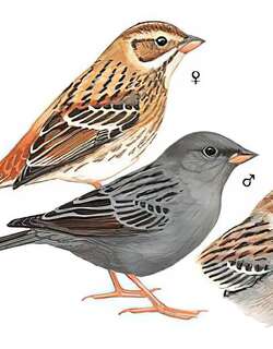 灰鹀 / Grey Bunting / Emberiza variabilis