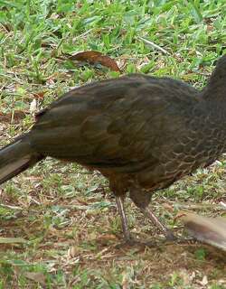 眉纹冠雉 / Rusty-margined Guan / Penelope superciliaris