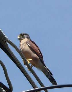 塞舌尔隼 / Seychelles Kestrel / Falco araeus