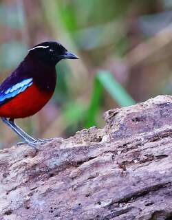 黑头八色鸫 / Black-crowned Pitta / Erythropitta ussheri