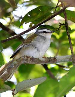 白纹王森莺 / White-striped Warbler / Myiothlypis leucophrys