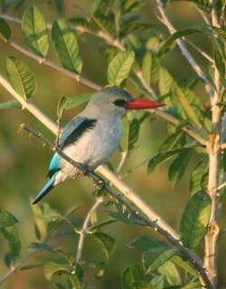 红林翡翠 / Mangrove Kingfisher / Halcyon senegaloides
