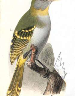 黄喉斗鹎 / Yellow-throated Nicator / Nicator vireo