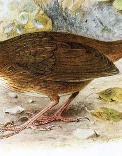 短尾鹛 / Short-tailed Scimitar Babbler / Napothera danjoui