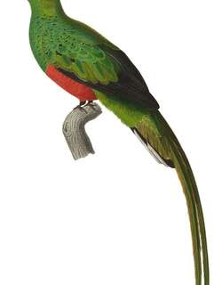 五彩绿咬鹃 / Pavonine Quetzal / Pharomachrus pavoninus