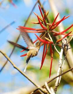 墨西哥隐蜂鸟 / Mexican Hermit / Phaethornis mexicanus