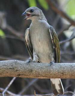 北非响蜜䴕 / Lesser Honeyguide / Indicator minor