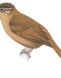 诺氏拾叶雀 / Alagoas Foliage-gleaner / Philydor novaesi