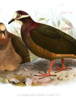 绿背鹑鸠 / Olive-backed Quail-Dove / Leptotrygon veraguensis