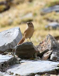 纹背卡纳灶鸟 / Streak-backed Canastero / Asthenes wyatti