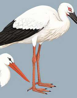 白鹳 / White Stork / Ciconia ciconia
