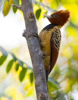 肯氏啄木鸟 / Kaempfer’s Woodpecker / Celeus obrieni