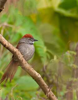 烟额针尾雀 / Sooty-fronted Spinetail / Synallaxis frontalis