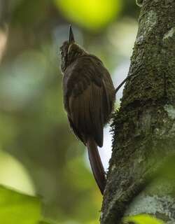 褐翅䴕雀 / Tawny-winged Woodcreeper / Dendrocincla anabatina