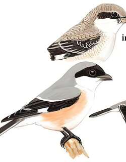 黑额伯劳 / Lesser Grey Shrike / Lanius minor