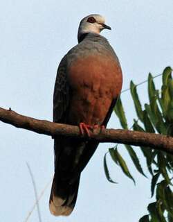 喀麦隆斑鸠 / Adamawa Turtle Dove / Streptopelia hypopyrrha