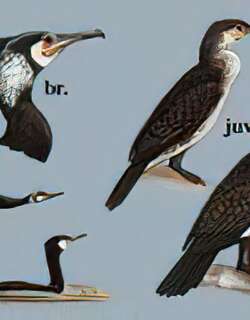 [普通]鸬鹚 / Great Cormorant