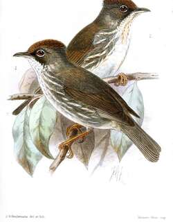 缅甸凤鹛 / Burmese Yuhina / Yuhina humilis