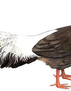 褐马鸡 / Brown Eared Pheasant / Crossoptilon mantchuricum